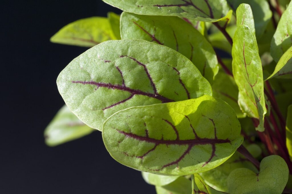 Skābenes daudzgadīgais zālaugu augs. Red veined - sarkandzīslu skābenes