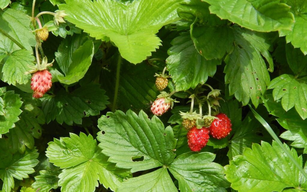 Zemenes pieder pie rožu dzimtas ģints. Fragaria virginiana