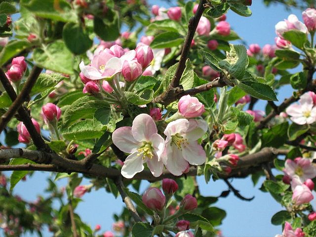 ābeles ziedi
