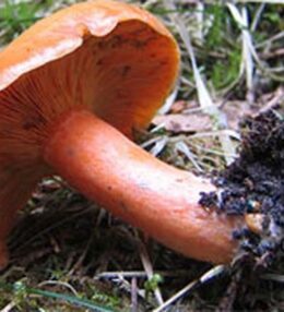 Rudmieses marinādē