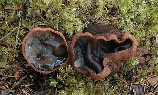 Latvijas sēnes un to receptes. toverīšu sarkosoma (Sarcosoma globosum)