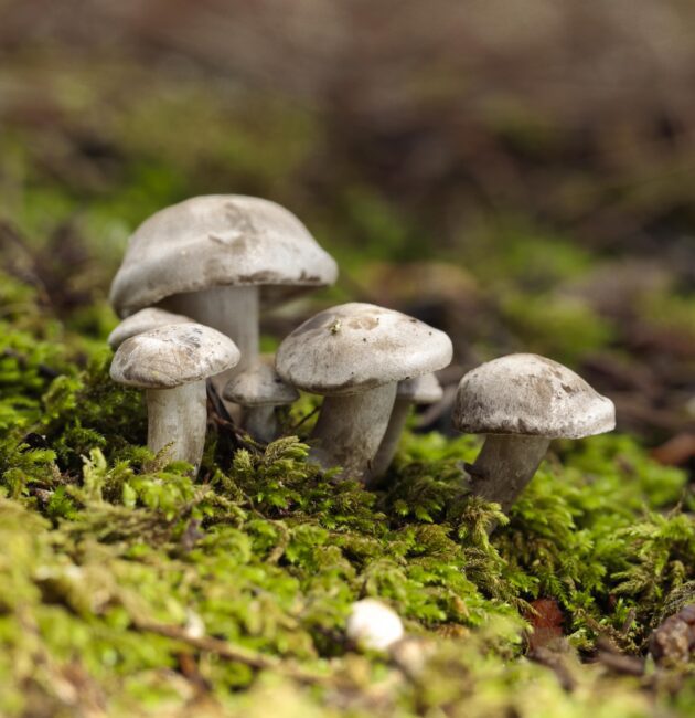 Latvijas sēnes un to receptes