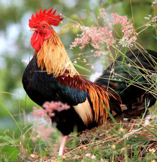 Ko gatavot Mārtiņdienā