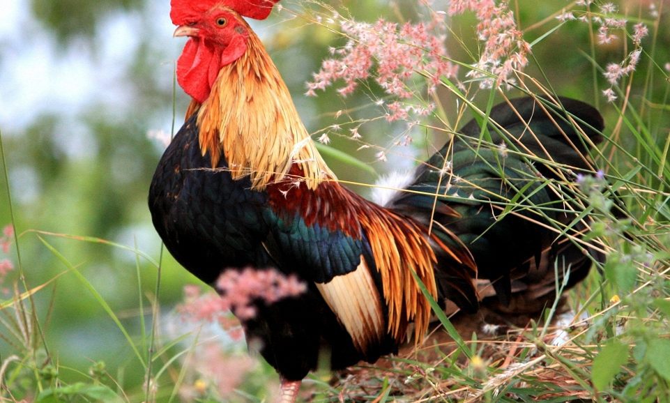 Ko gatavot Mārtiņdienā