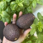 Trendīgais auglis avokado