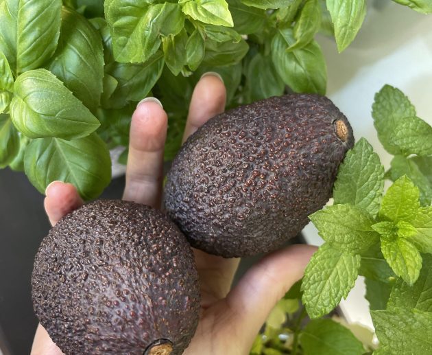 Trendīgais auglis avokado