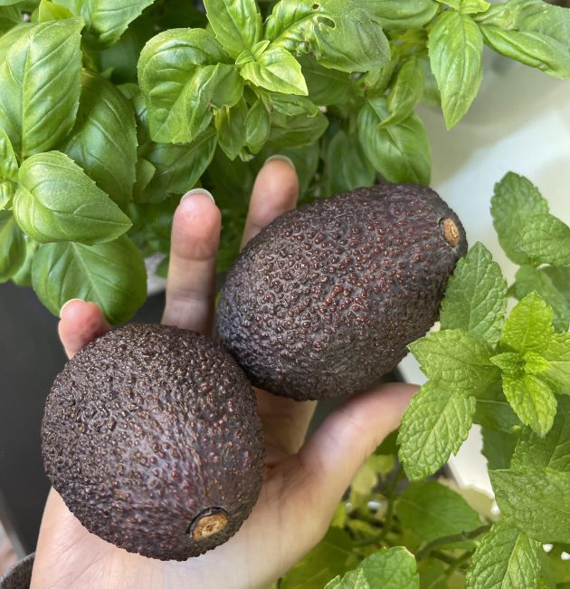 Trendīgais auglis avokado