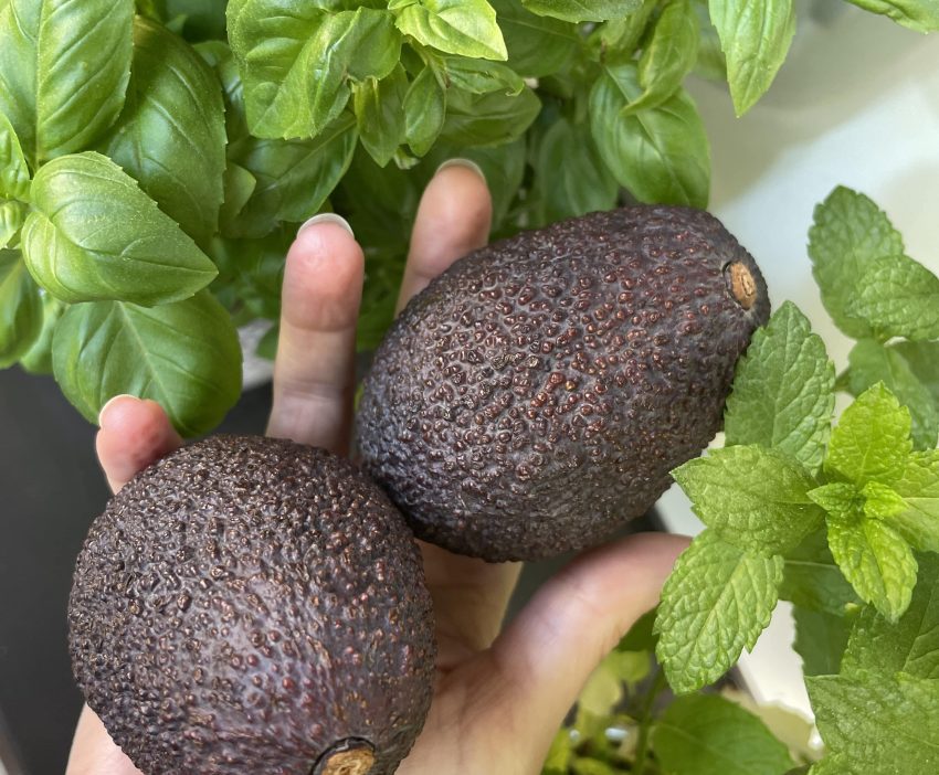 Trendīgais auglis avokado